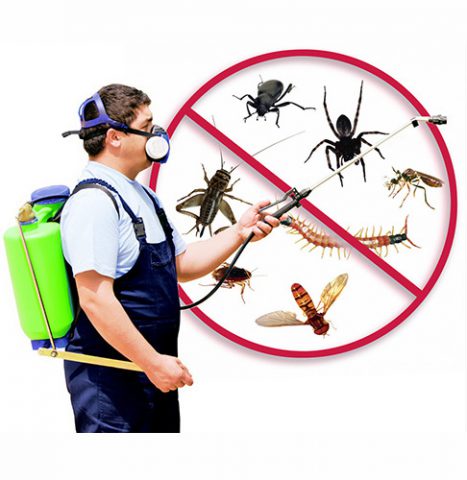 Dịch vụ kiểm soát côn trùng