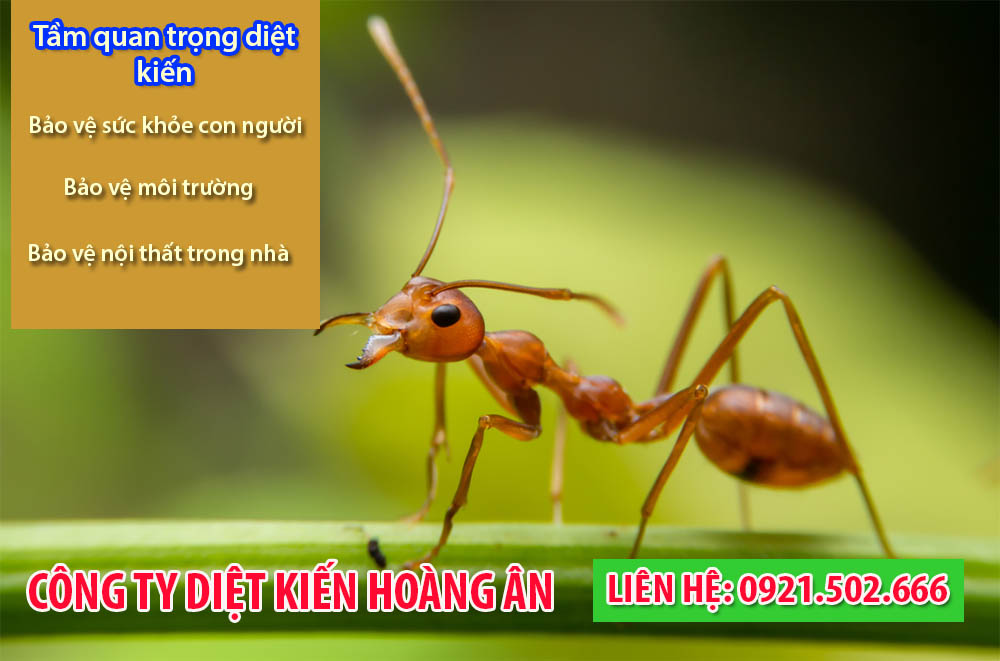 Tầm quan trọng của việc tiêu diệt kiến, đặc biệt là kiến ba khoang, là gì?