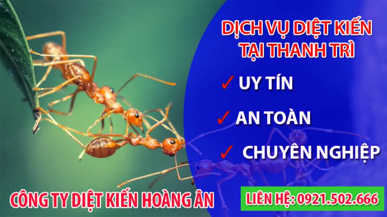 Diệt kiến tại Thanh Trì