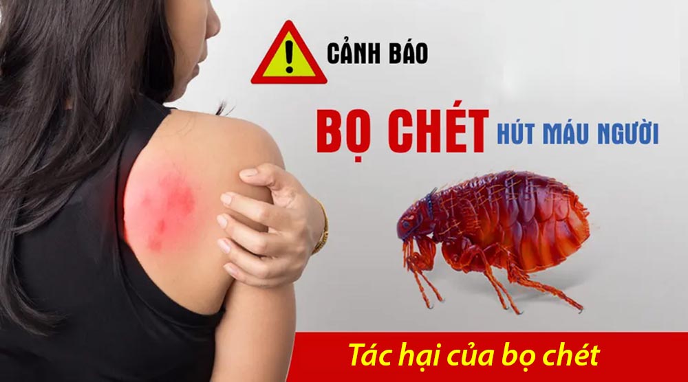 Tác hại của bọ chét đối với con người