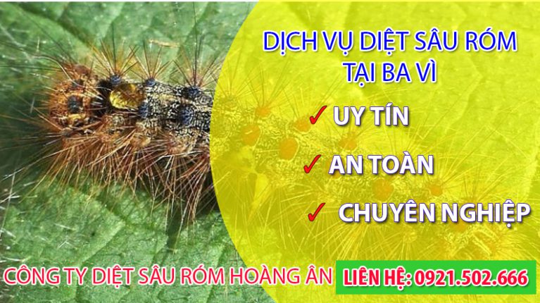 Diệt sâu róm tại Ba Vì